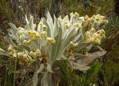 Espeletia pycnophylla