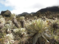 Espeletia pycnophylla