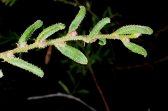 Acacia aspera