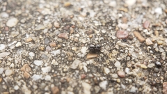 Chalcoscirtus diminutus