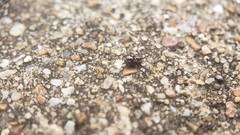 Chalcoscirtus diminutus