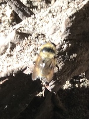 Criorhina