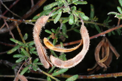 Acacia aspera