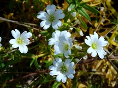 Cerastium viride