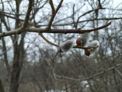 Salix caprea