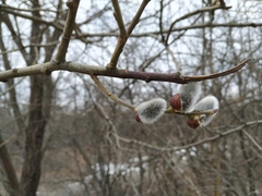 Salix caprea
