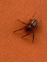 Araneae