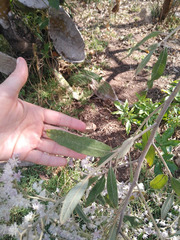 Vernonanthura patens
