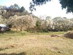 Vernonanthura patens