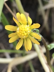 Blennosperma bakeri