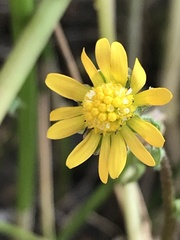 Blennosperma bakeri