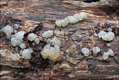 Tremella globispora
