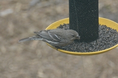 Haemorhous mexicanus