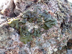 Codium convolutum