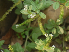Euploca ovalifolia
