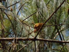 Cronartium conigenum