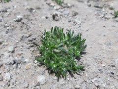 Plagiobothrys humilis