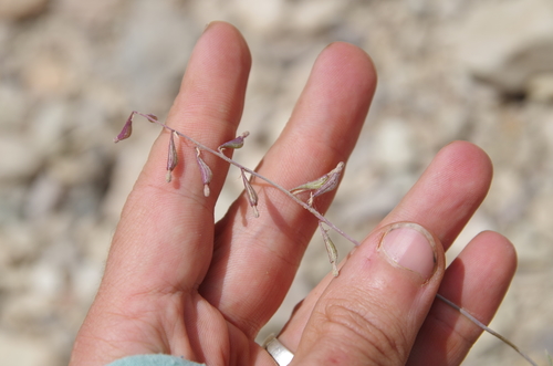 Image of Cyphomeris gypsophiloides by (c) Eric Knight, some rights reserved (CC BY)