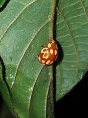 Neocalvia cayennensis