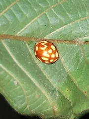 Neocalvia cayennensis