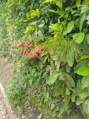 Russelia equisetiformis