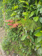 Russelia equisetiformis