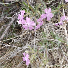 Phlox speciosa