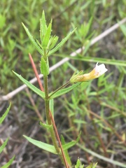 Gratiola brevifolia