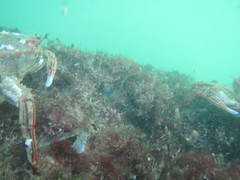 Parablennius laticlavius