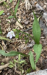 Claytonia caroliniana