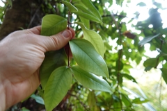 Metrosideros albiflora