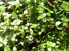 Callitriche chathamensis