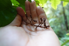 Metrosideros albiflora