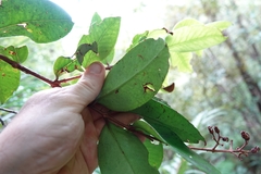 Metrosideros albiflora