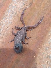 Tityus pachyurus