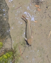 Clarias fuscus
