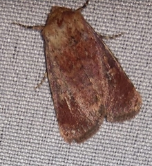 Orthosia rubescens