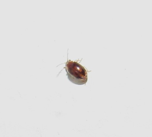Scirtidae