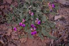 Astragalus desperatus