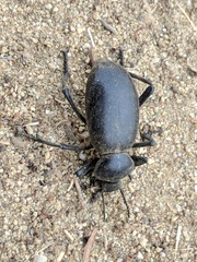 Eleodes grandicollis