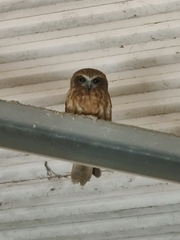 Ninox boobook ocellata