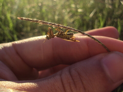 Paramantispa decorata