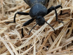 Eleodes grandicollis