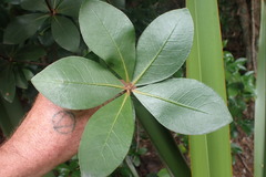 Pittosporum cornifolium