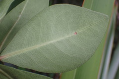 Pittosporum cornifolium