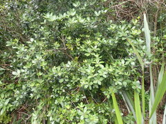 Pittosporum cornifolium