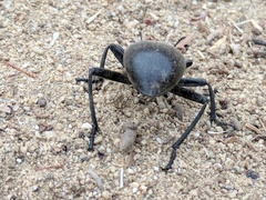 Eleodes grandicollis