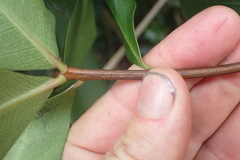 Pittosporum cornifolium