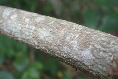 Pittosporum cornifolium