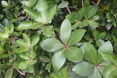 Pittosporum cornifolium